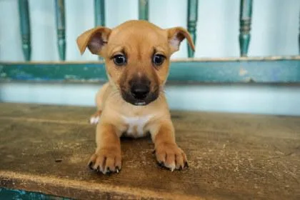 A baby small-sized female Chihuahua dog named Sherbert Swirl for adoption in San Antonio, TX