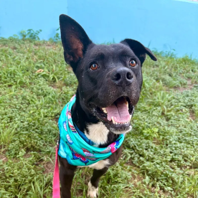 An adult medium-sized male Black Labrador Retriever dog named Alok for adoption in Austin, TX