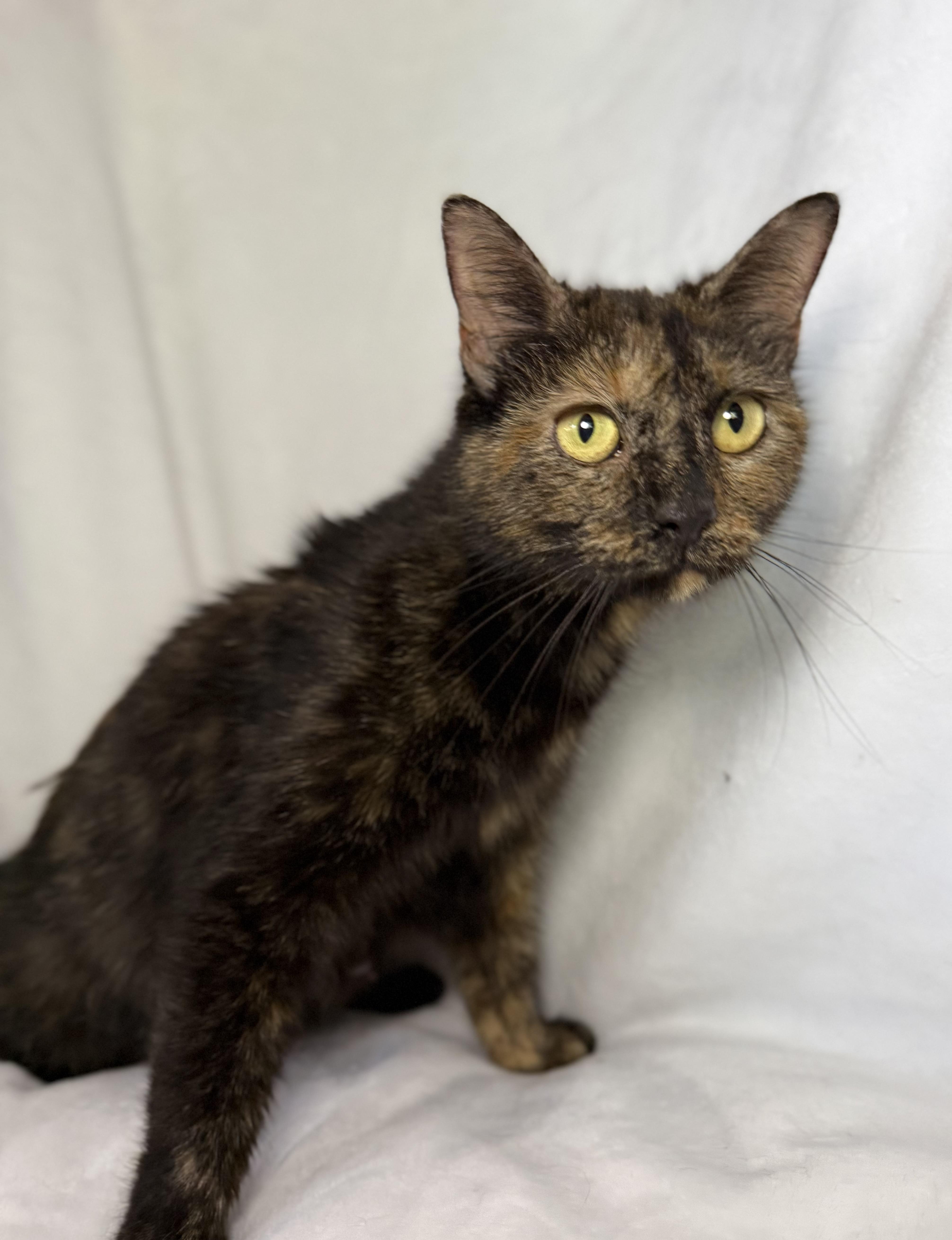A young medium-sized female Tortoiseshell Domestic Short Hair cat named Saint for adoption in Greensboro, NC