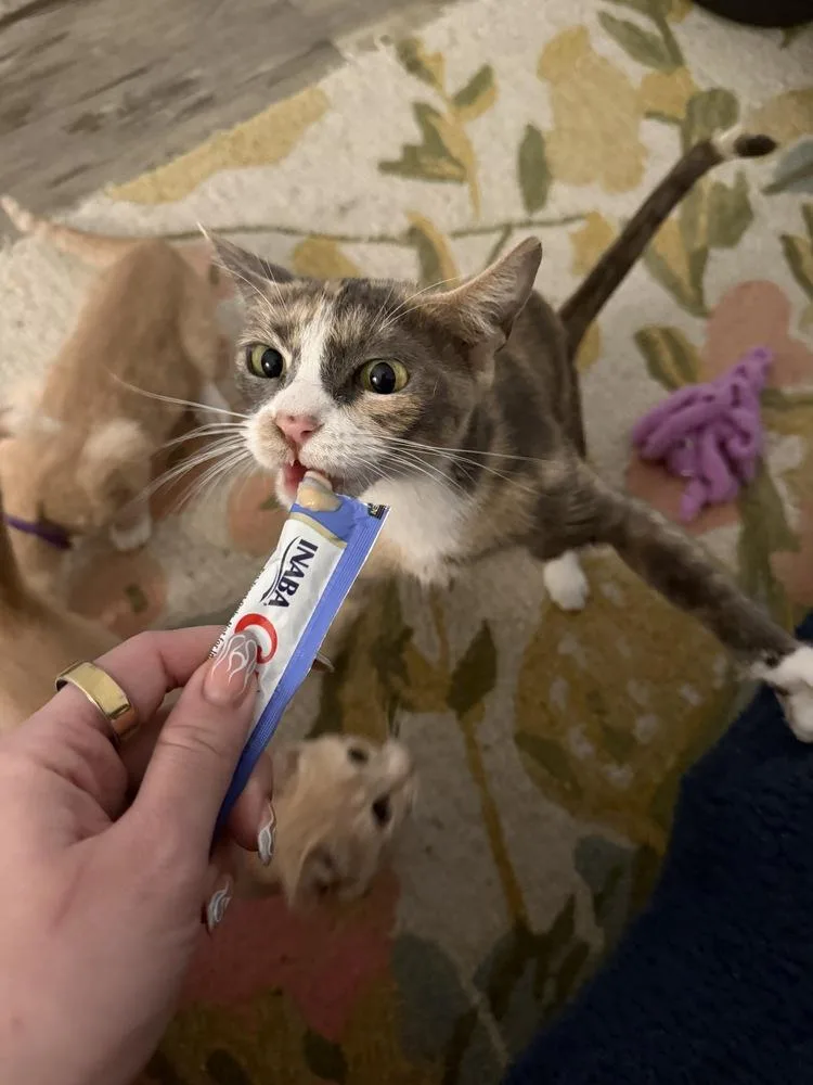 An adult medium-sized female Domestic Short Hair cat named Queen Mesquite for adoption in Dallas, TX