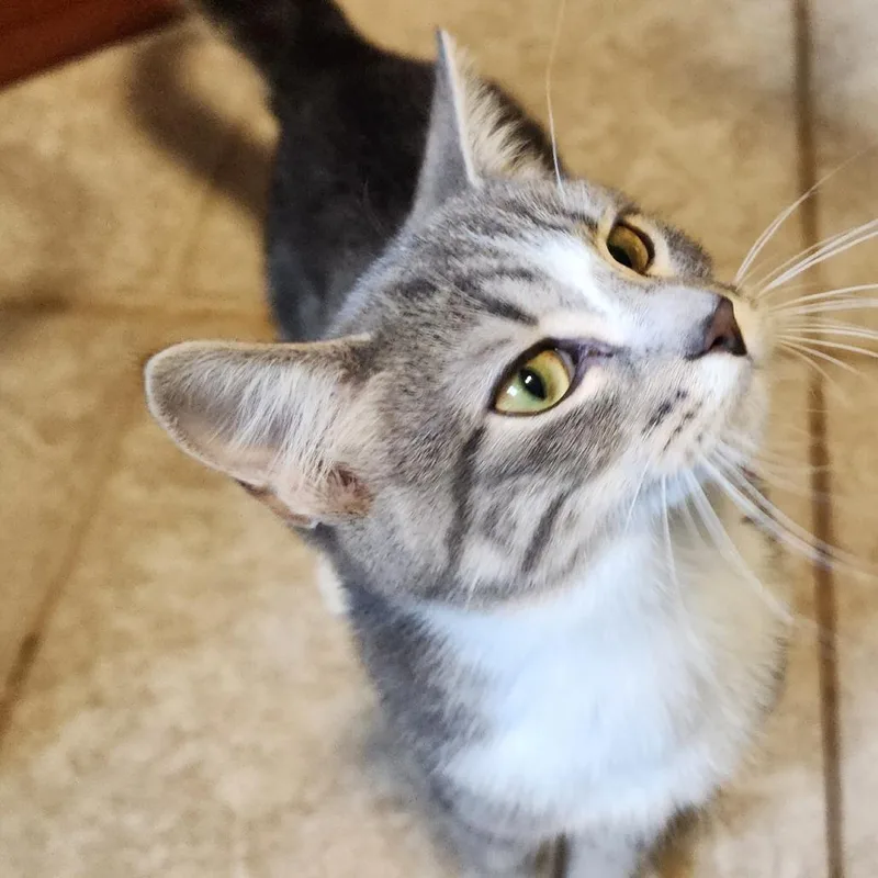 A baby small-sized male Gray / Blue / Silver Domestic Short Hair cat named Tyson Beckpurr for adoption in Inver Grove Heights, MN