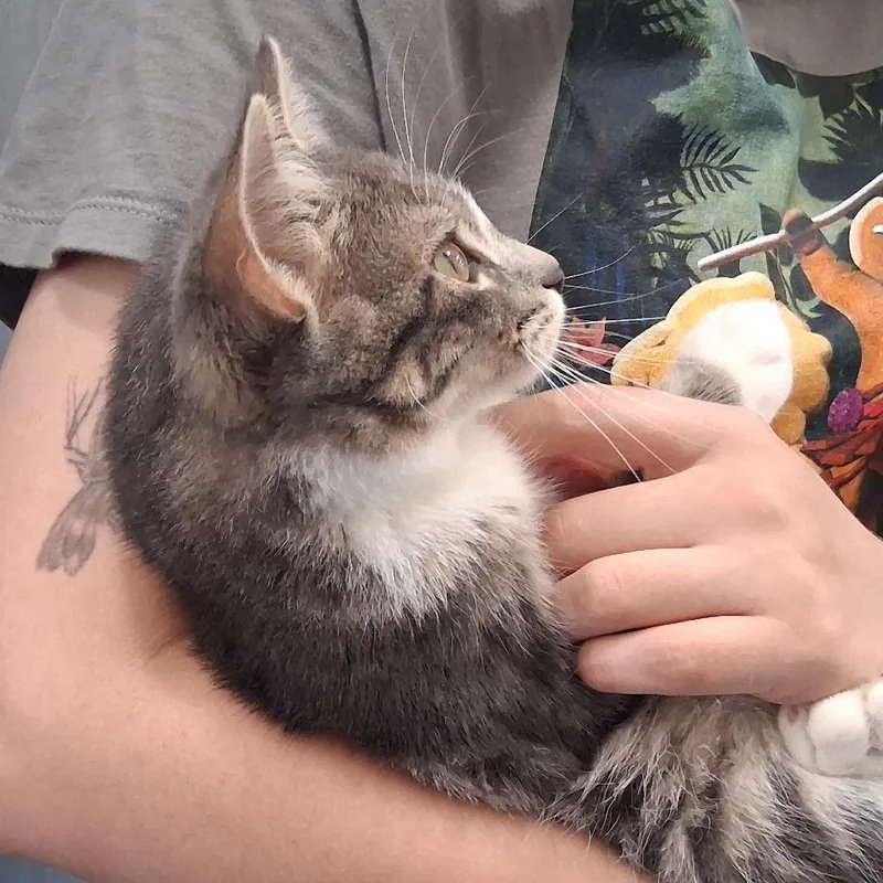 Tyson Beckpurr thumbnail 2
