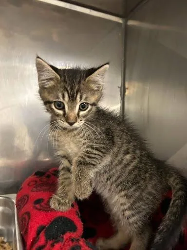 A baby small-sized male Domestic Short Hair cat named Gasket for adoption in Lunenburg, MA