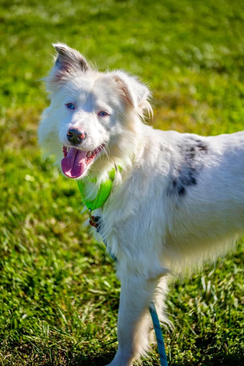 An adult medium-sized male Australian Shepherd dog named Fonzy for adoption in Valparaiso, IN