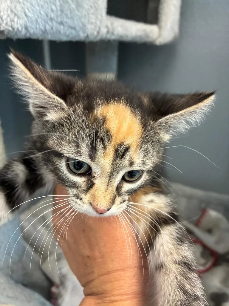 A baby medium-sized female Domestic Short Hair cat named Inga for adoption in Bloomington, IN