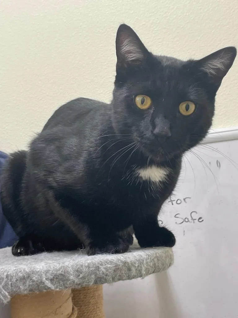 A baby medium-sized male Domestic Short Hair cat named Flash for adoption in Eastsound, WA