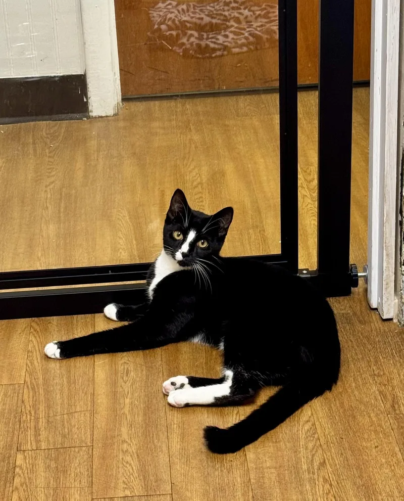 A young large-sized female Domestic Short Hair cat named Cymbal for adoption in Bethel Park, PA