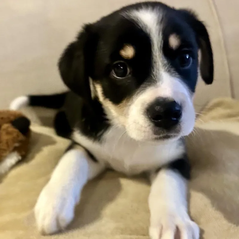 A baby medium-sized male Black Bernese Mountain Dog dog named Conway for adoption in La Grange, KY