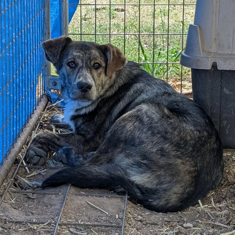 A young large-sized male Brindle Catahoula Leopard Dog dog named Houston for adoption in Buchanan Dam, TX
