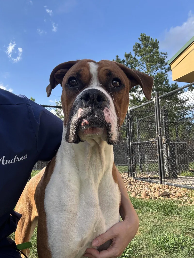 A young medium-sized male Boxer dog named Mavrix for adoption in Katy, TX