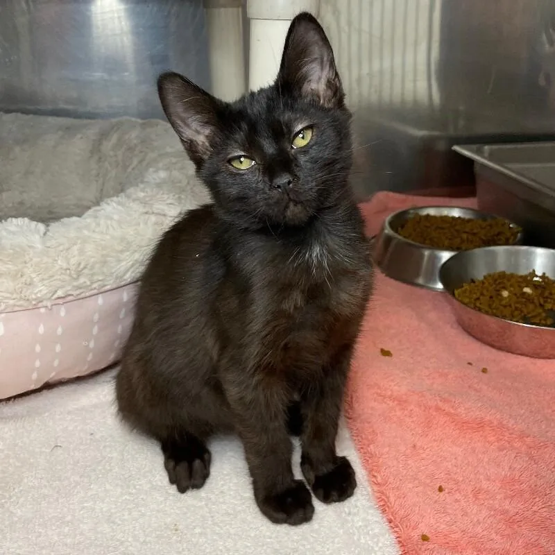 A young medium-sized male Domestic Short Hair cat named Inky for adoption in Roanoke, VA