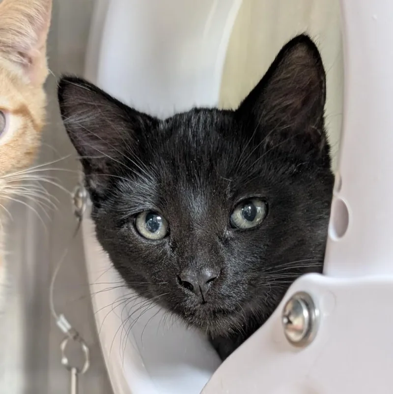 A baby medium-sized male Domestic Short Hair cat named Jabba for adoption in Shoreline, WA