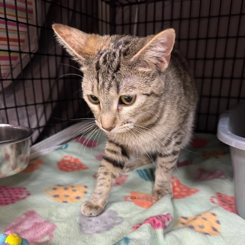 A young medium-sized female Buff / Tan / Fawn Domestic Short Hair cat named Georgia for adoption in Milford, IA