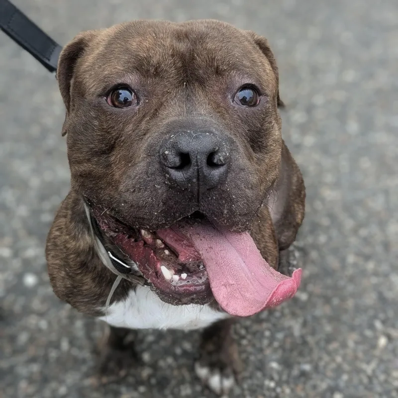 An adult large-sized male Mixed Breed dog named Matteo for adoption in Brookhaven, NY