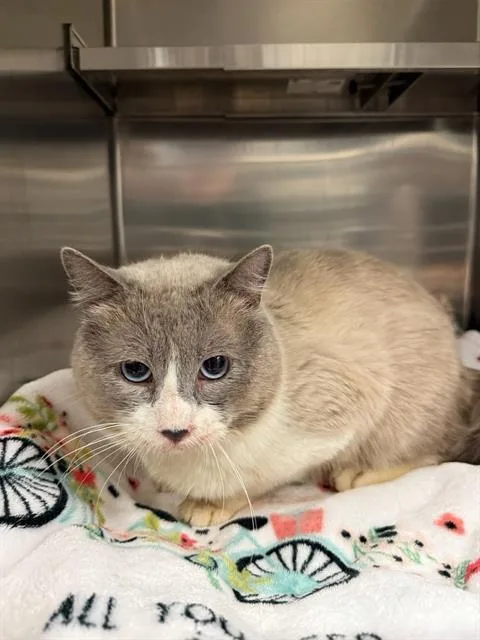 An adult large-sized male Domestic Short Hair cat named Boberton for adoption in Olivette, MO
