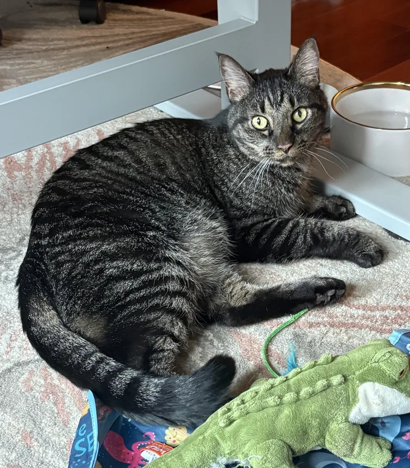 An adult large-sized male Domestic Short Hair cat named Simba for adoption in Watkinsville, GA