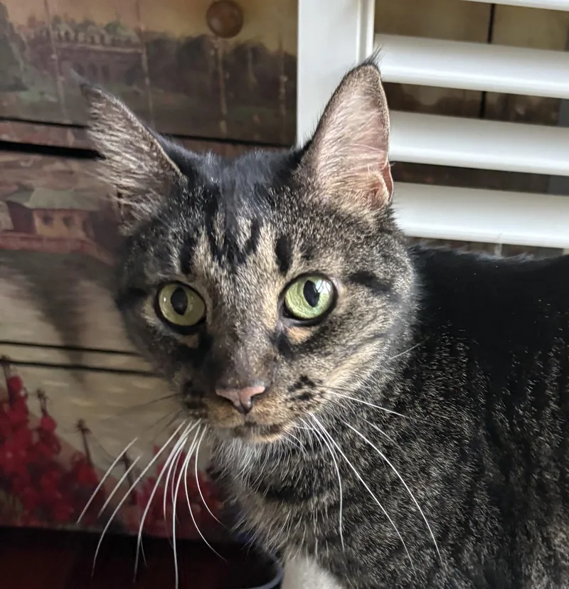 Simba thumbnail 2