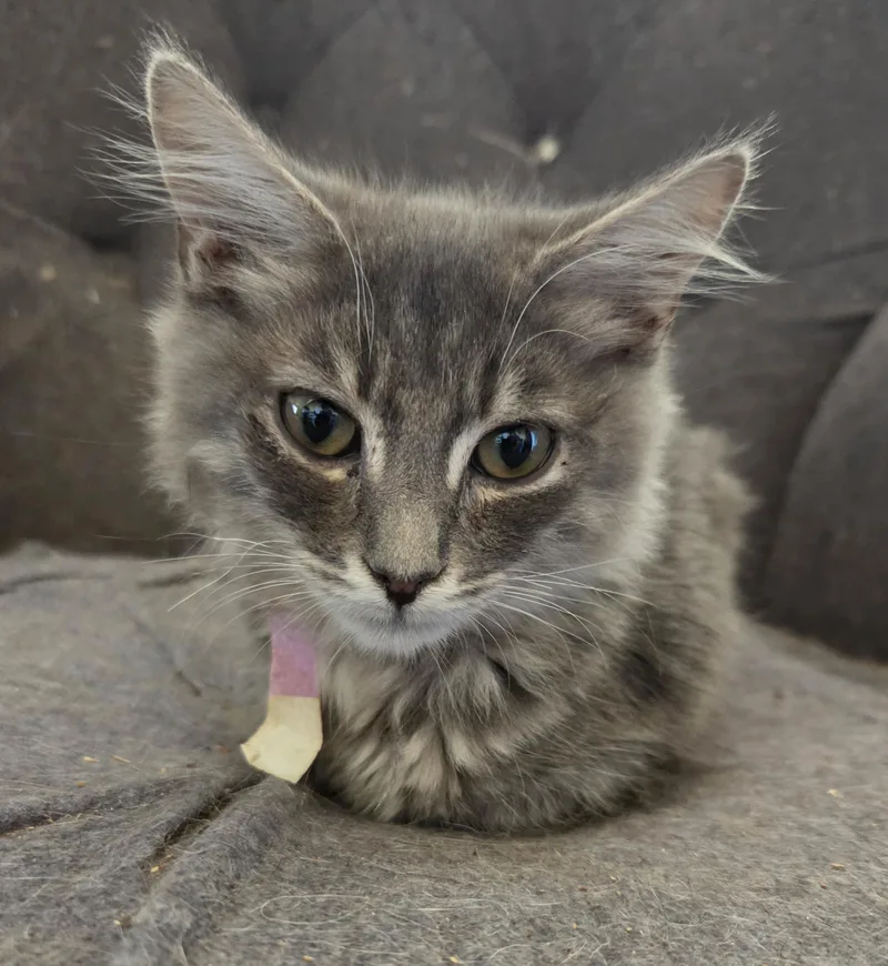 A baby small-sized male Tabby (Gray / Blue / Silver) Domestic Medium Hair cat named Ray for adoption in RIVERSIDE, CA
