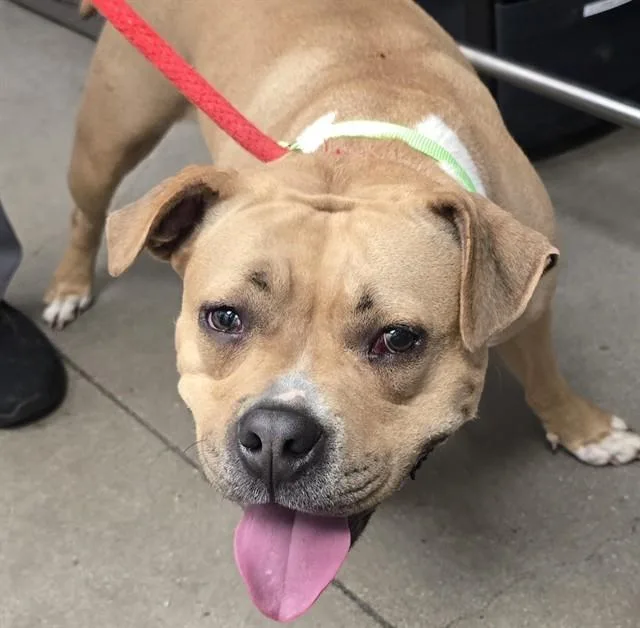 An adult large-sized female Pit Bull Terrier dog named Bambi for adoption in Tucson, AZ