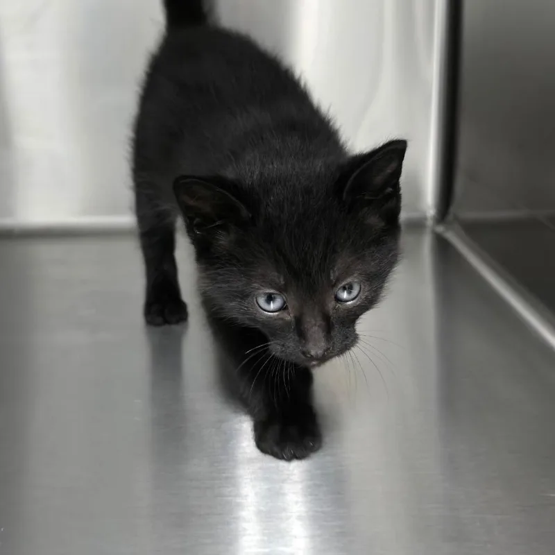 A baby small-sized male Black Domestic Short Hair cat named Hayes for adoption in Walnut Cove, NC