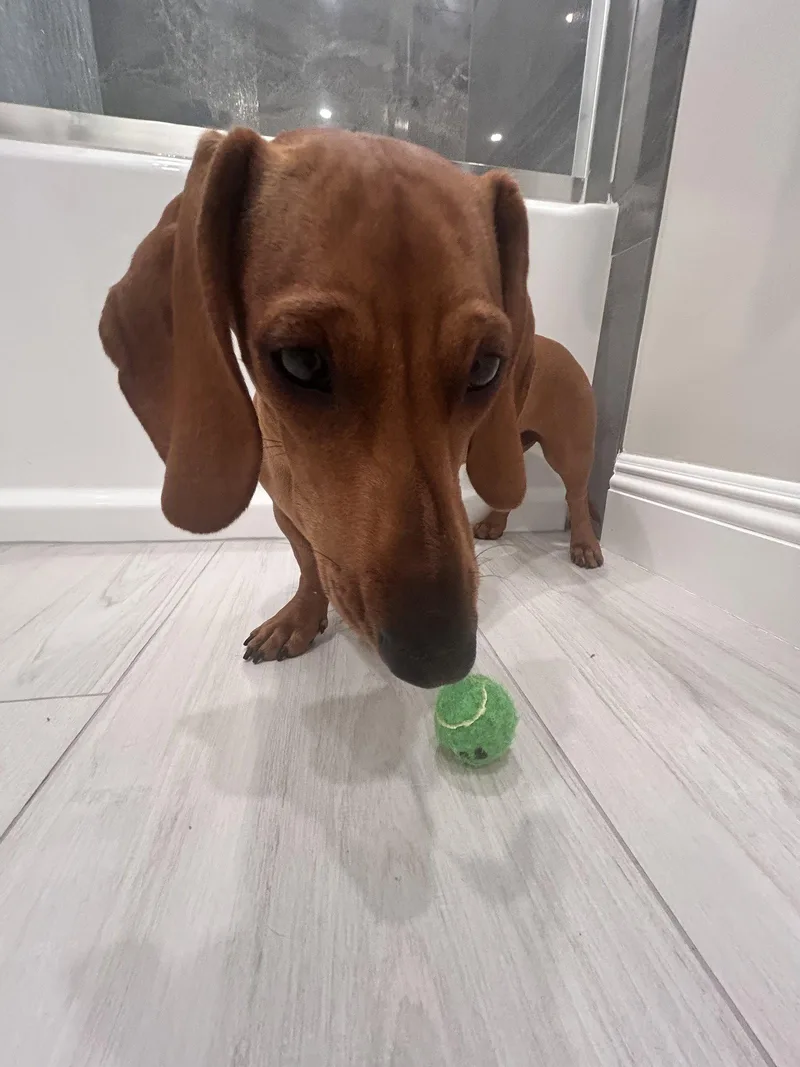 A young small-sized female Dachshund dog named Maddie for adoption in Hesperia, CA