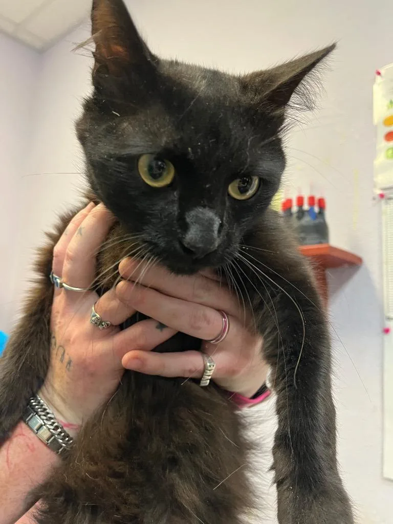 A young large-sized male Domestic Medium Hair cat named Lone Survivor for adoption in New Braunfels, TX