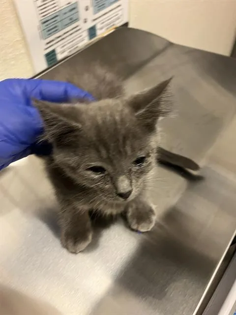 A baby small-sized female Domestic Short Hair cat named La Brea for adoption in Long Beach, CA