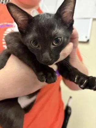 A baby small-sized male Domestic Short Hair cat named Koala for adoption in West Chester, PA