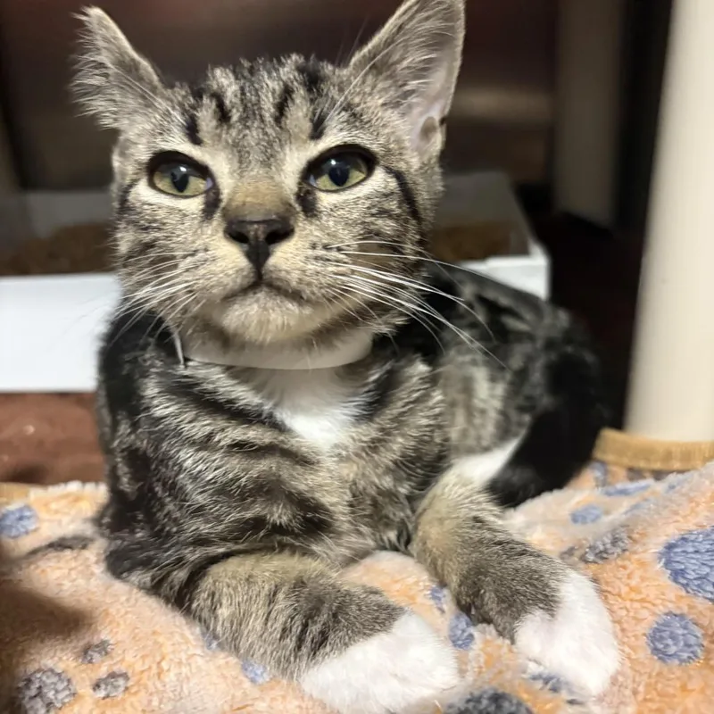 A baby small-sized female Brown / Chocolate Domestic Short Hair cat named Willow for adoption in Chesapeake, VA