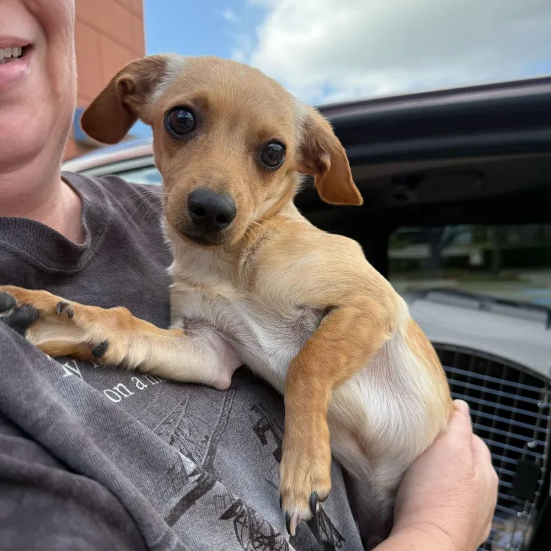 A young small-sized male Brown / Chocolate Chihuahua dog named Nilla for adoption in Brooklyn, NY