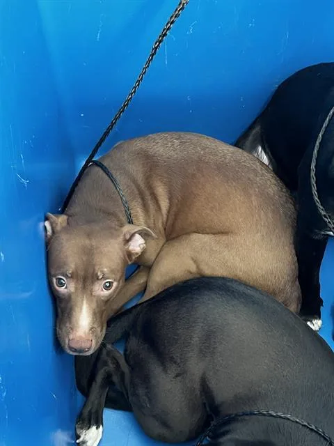 A young large-sized female Mixed Breed dog named Savannah for adoption in Dallas, TX