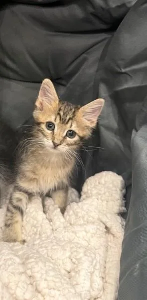 A baby medium-sized female Tabby (Brown / Chocolate) Domestic Medium Hair cat named Beatrix for adoption in Sedalia, CO