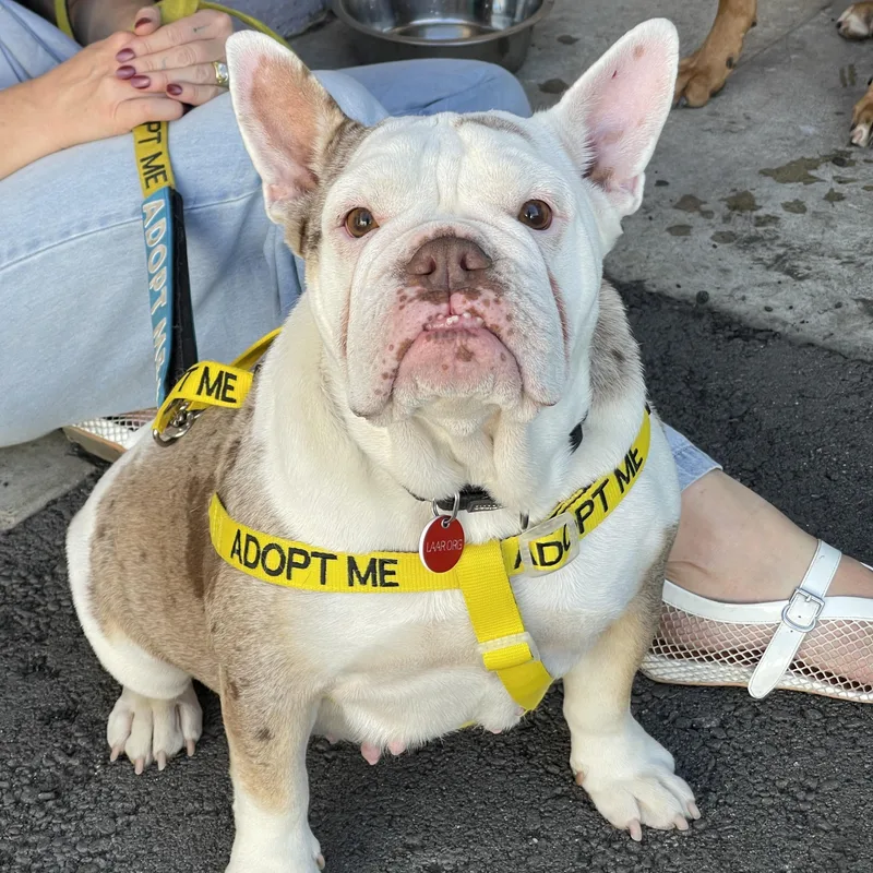 Tammy Muffins Aka Lulu