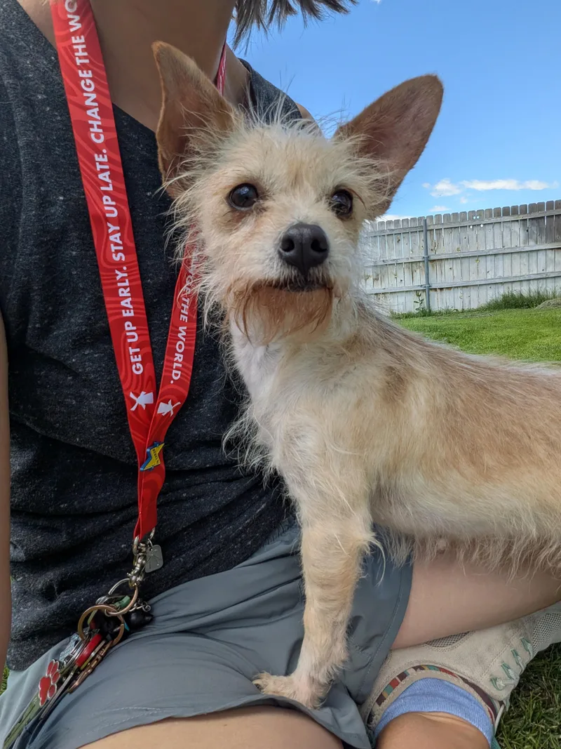 An adult small-sized female Terrier dog named Jill for adoption in Hermiston, OR