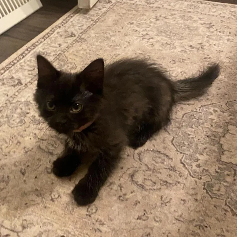 A baby small-sized female Black Domestic Medium Hair cat named Ghost for adoption in Evansville, IN
