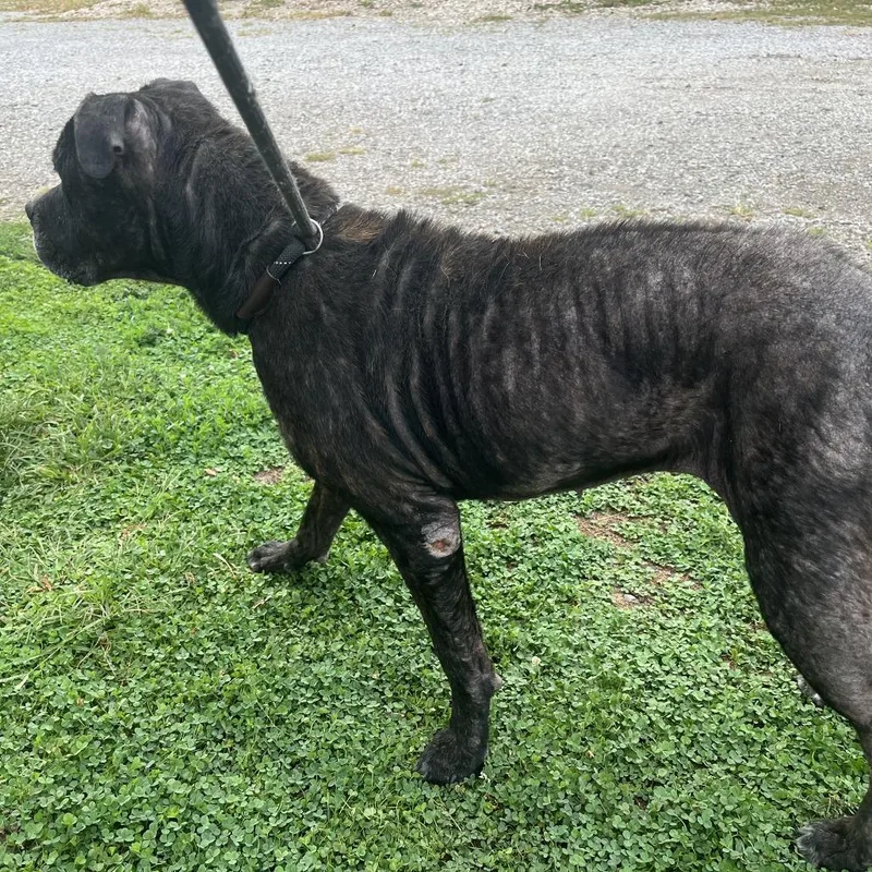 A senior medium-sized female Boxer dog named Heidi for adoption in Pittsburg, KS