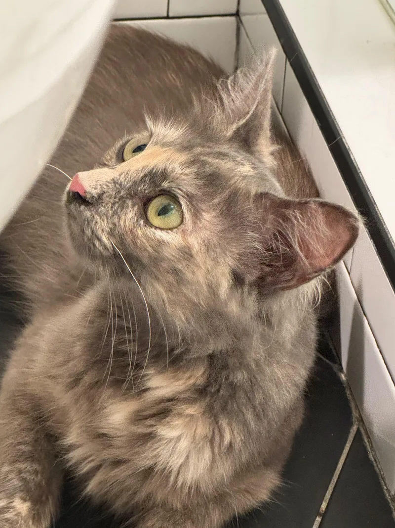 An adult medium-sized female Blue Cream Domestic Medium Hair cat named Osprey for adoption in San Juan Capistrano, CA