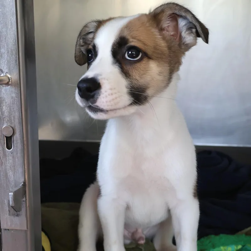 A baby small-sized male Yellow / Tan / Blond / Fawn Mixed Breed dog named Bolt for adoption in Saint Charles, MO