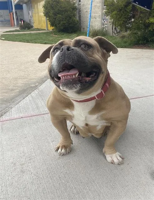 An adult large-sized female Mixed Breed dog named Cookie for adoption in Dallas, TX