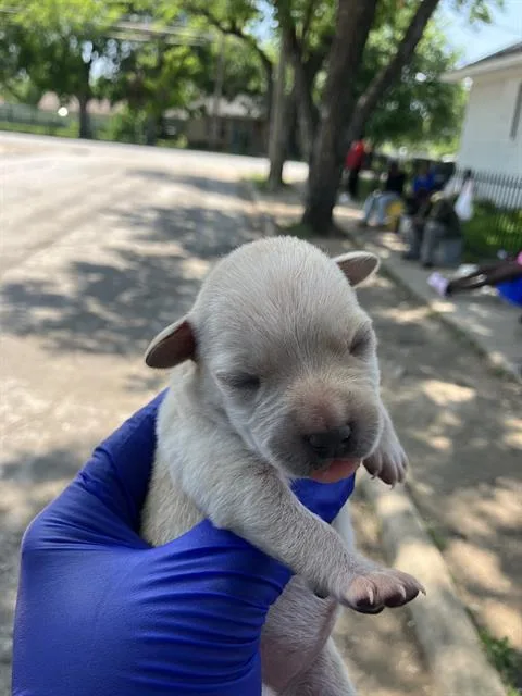 A baby medium-sized male Mixed Breed dog named Budah for adoption in Dallas, TX