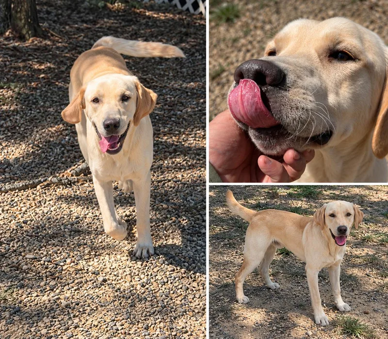 A young large-sized male Labrador Retriever dog named Ralph for adoption in Kiln, MS