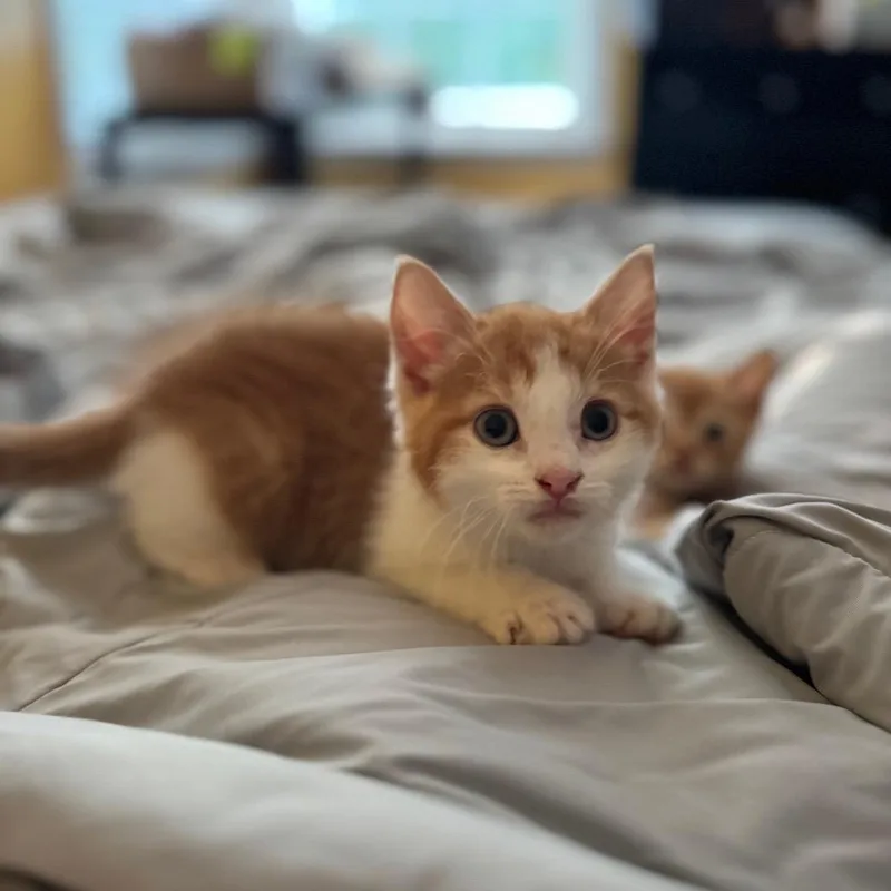A baby small-sized male Orange / Red Domestic Short Hair cat named Wemby for adoption in Newark, NJ