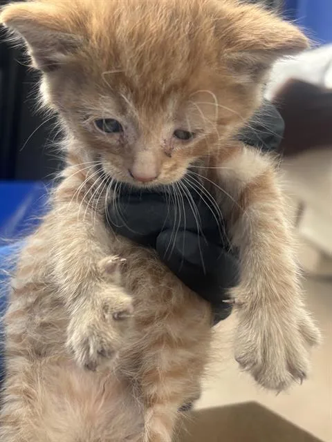 A baby medium-sized male Domestic Short Hair cat named Cloud for adoption in Dallas, TX