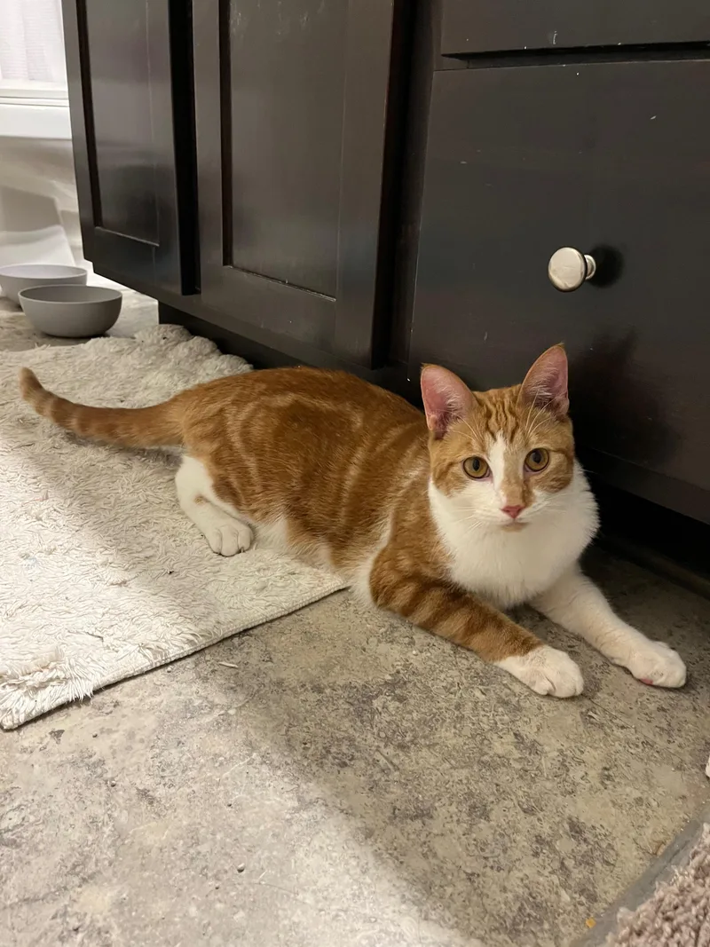An adult medium-sized male Orange & White Domestic Short Hair cat named Butternut for adoption in Columbia, SC