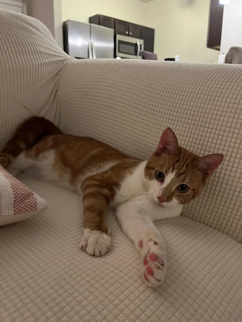 Butternut thumbnail 2