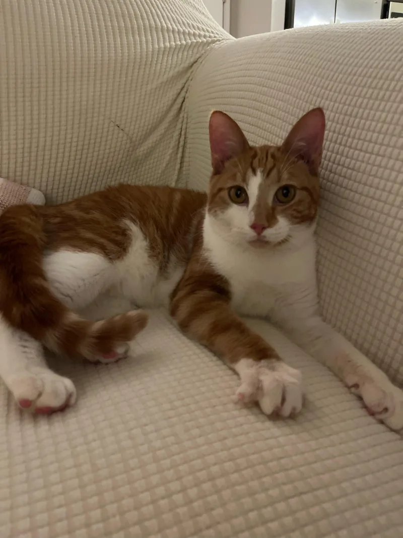 Butternut thumbnail 3