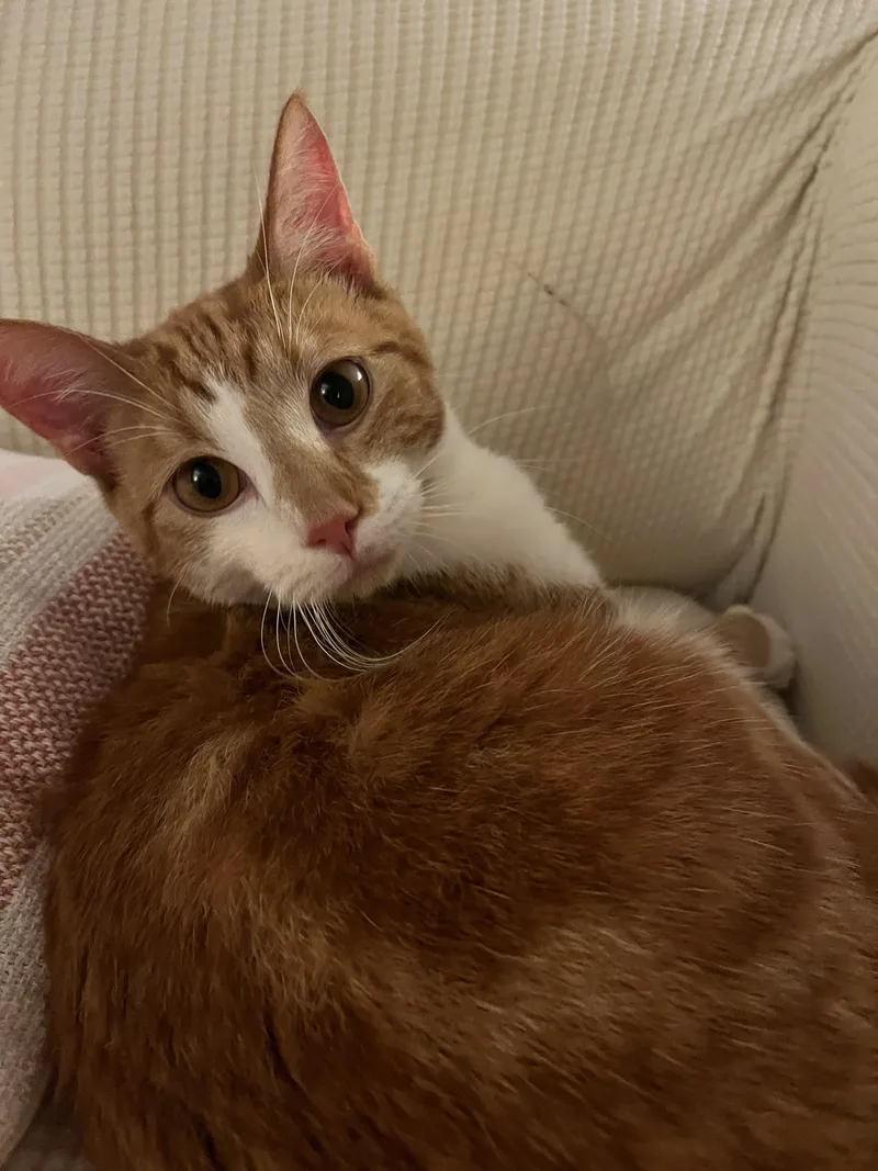 Butternut thumbnail 5