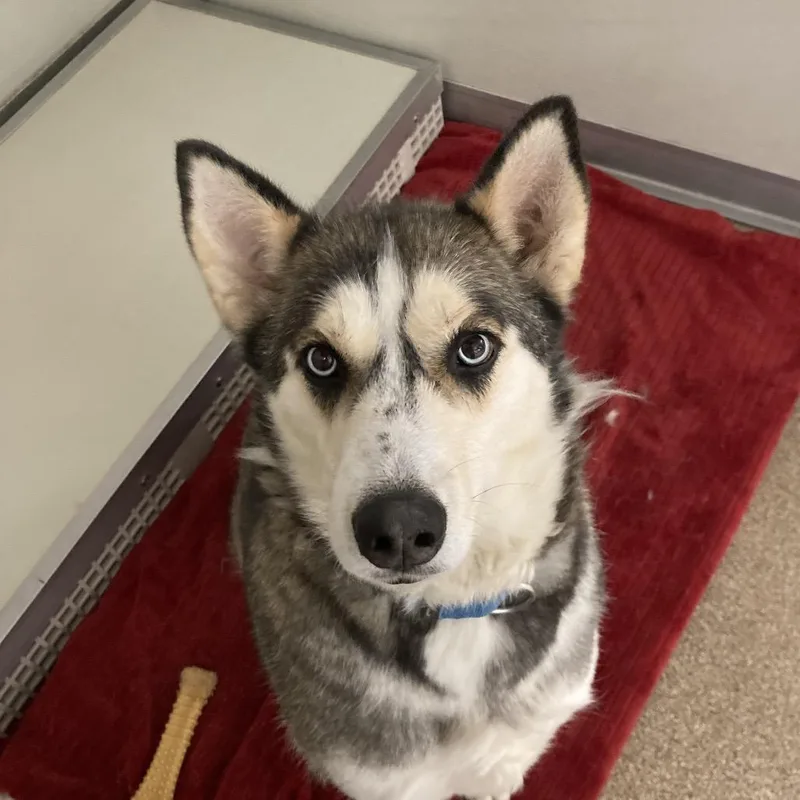 A senior large-sized female Sable Husky dog named Electra for adoption in Ballston Spa, NY