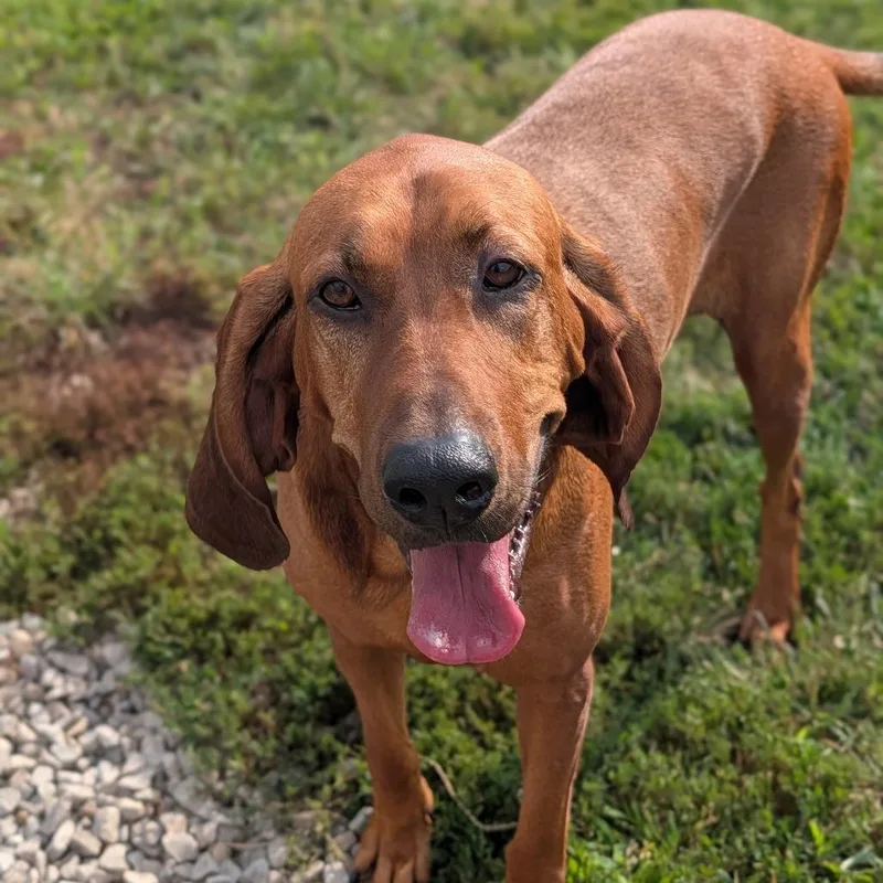 An adult large-sized female Red / Chestnut / Orange Redbone Coonhound dog named Jackie for adoption in Jasper, IN