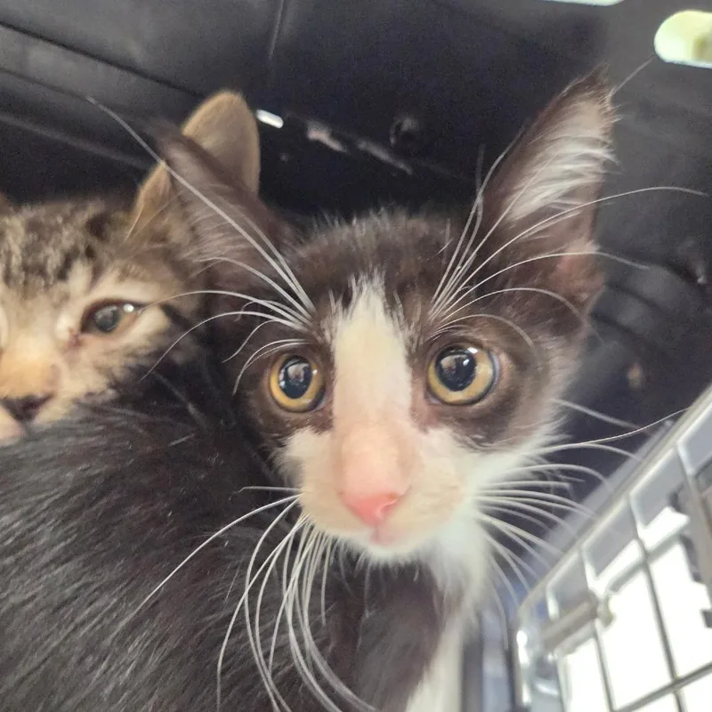 A baby small-sized male Black Domestic Short Hair cat named Varan for adoption in Leander, TX